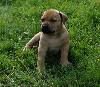 boerboel male puppy