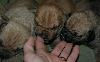 boerboel newborn pups