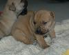 boerboel pup Tank 3 weeks old