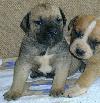 boerboel pups 2 weeks old