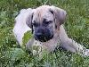 boerboels Tsavo 7wks