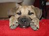 boerboel smiling