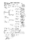 Mouzer Rut's Pedigree