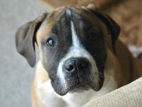 boerboel puppy