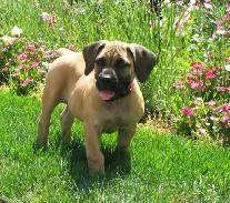 boerboel_puppy