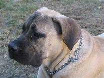 boerboel male Tsavo