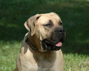 oak view boerboel male