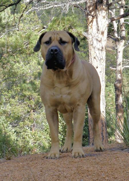 male boerboel ajeya