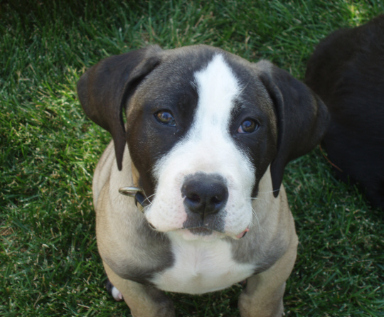 Boerboel pup 9weeks