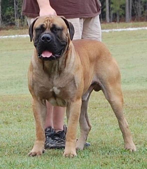 BOERBOEL from Ysterberg Sheriff