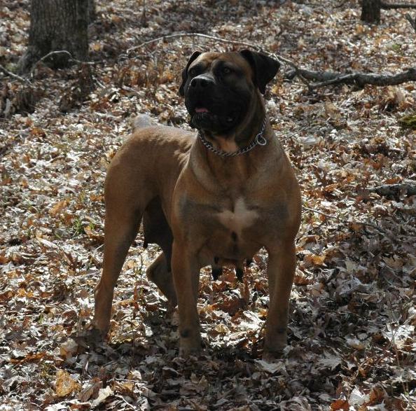 female boerboel oak view kennel