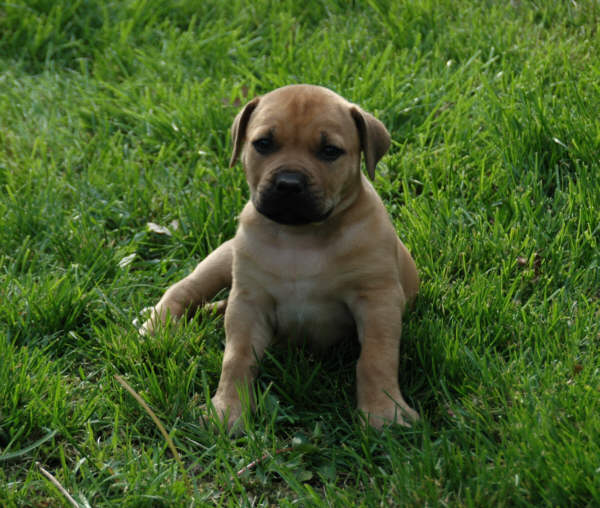 boerboels Oak View Tank