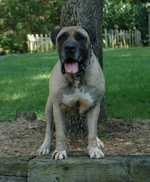 ysterberg boerboel