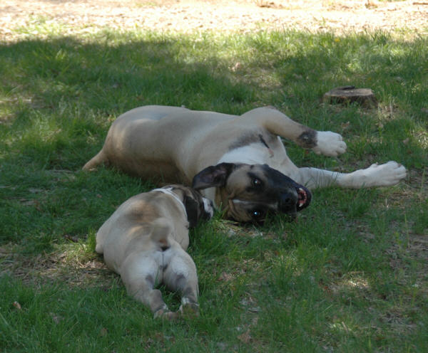 boerboel pups