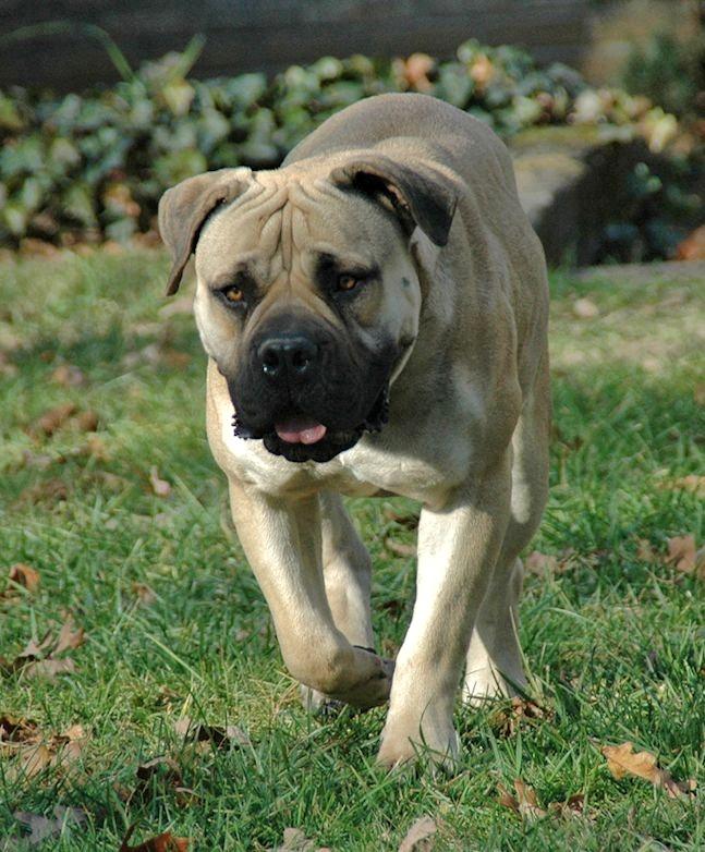 oak view boerboels ysterberg troffeltjie