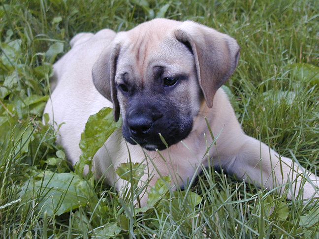 boerboel puppy