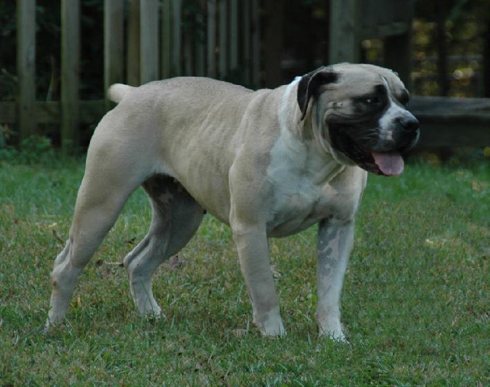 Oak View Boerboels