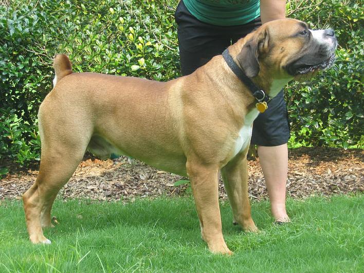 boerboel males