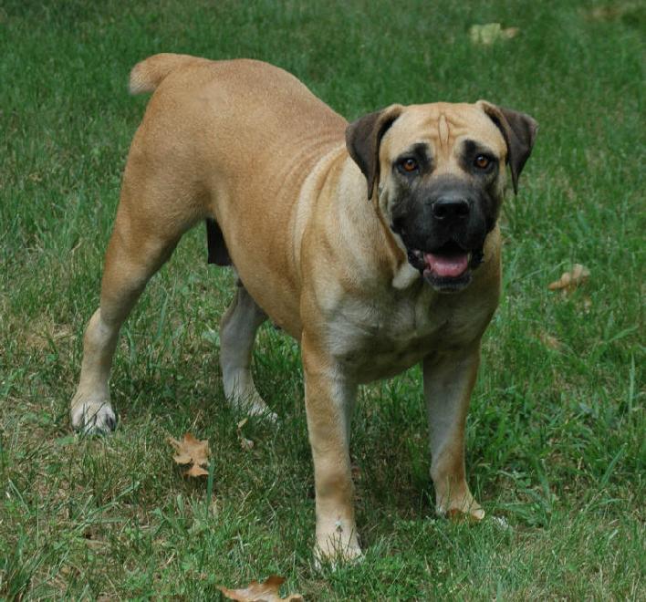 boerboel ysterberg female