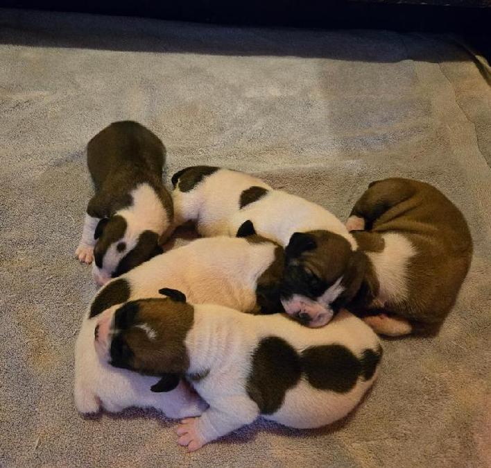 Piebald Boerboel Pupppies