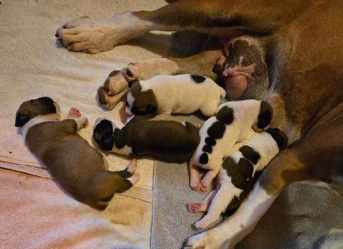 Piebald Boerboel Pupppies