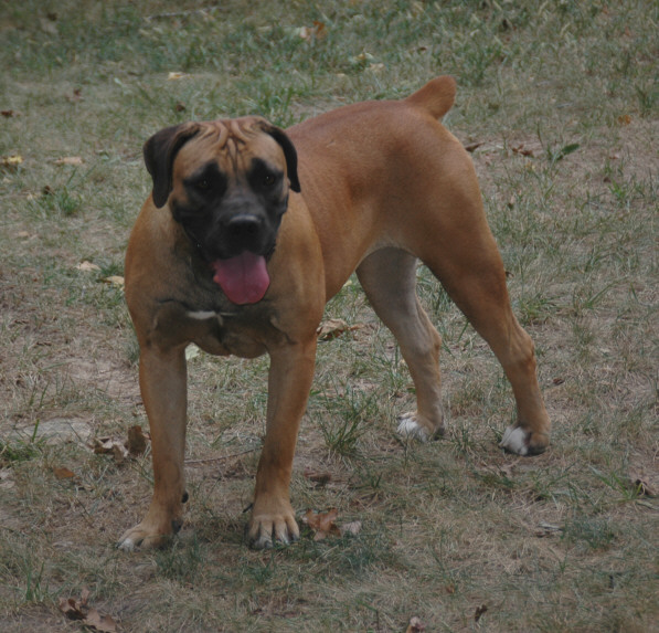 Gretchen Minx boerboel female