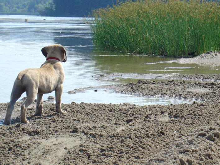 boerboel Buster standing 