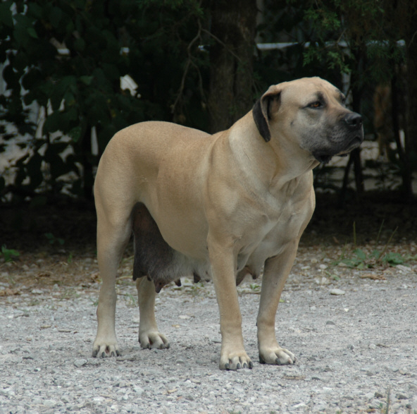 how long does a boerboel stay pregnant